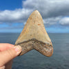 Meg Candy- 4 1/4” Polished Megalodon Tooth- Meg27