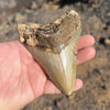 4 3/16" Megalodon Tooth- Meg78