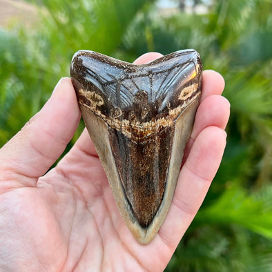 3 3/4" Polished Megalodon Tooth- MEG40