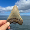 4 3/16" Megalodon Tooth- Meg78