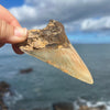 4 3/16" Megalodon Tooth- Meg78