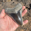 4 1/2" A+ Polished Megalodon Tooth- MEG40