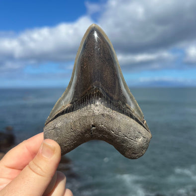 4 1/2" A+ Polished Megalodon Tooth- MEG40