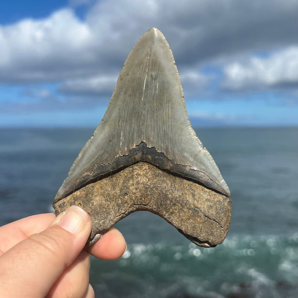 4 1/2" A+ Polished Megalodon Tooth- MEG40