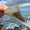 4 1/2" A+ Polished Megalodon Tooth- MEG40