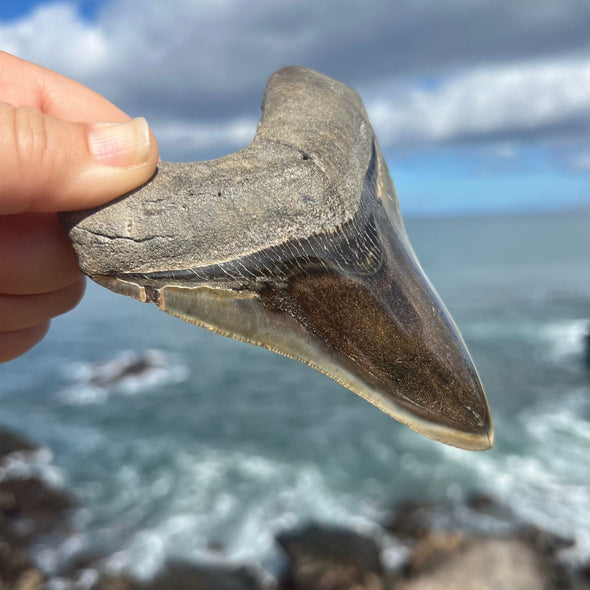 4 1/2" A+ Polished Megalodon Tooth- MEG40