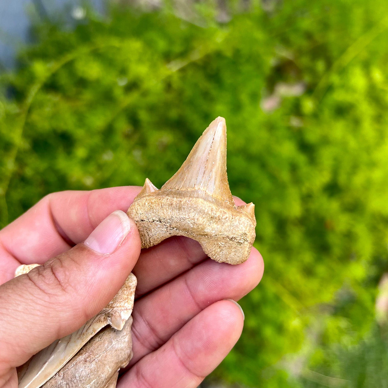 Otodus Obliquus Fossil Tooth- FST3