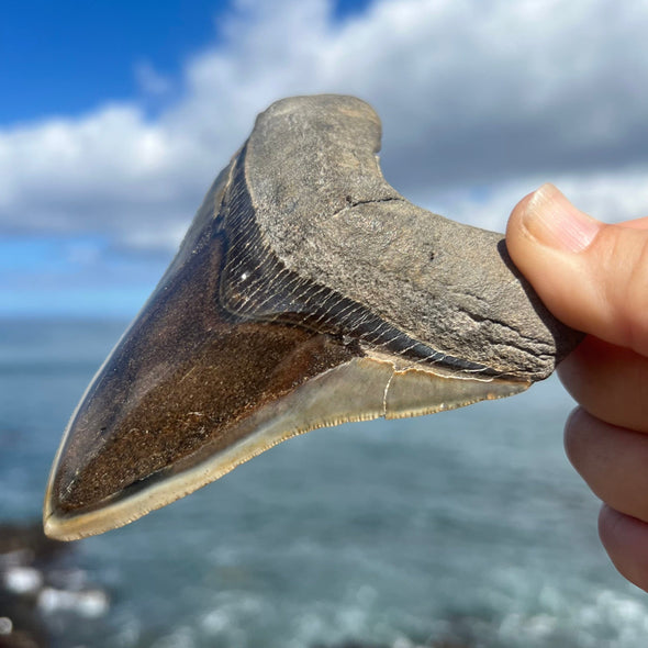 4 1/2" A+ Polished Megalodon Tooth- MEG40