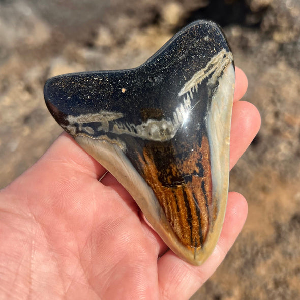 Meg Candy- 3 1/2” Polished Megalodon Tooth- Meg80