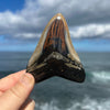 Meg Candy- 3 1/2” Polished Megalodon Tooth- Meg80