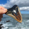 Meg Candy- 3 1/2” Polished Megalodon Tooth- Meg80