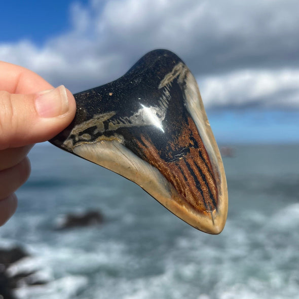 Meg Candy- 3 1/2” Polished Megalodon Tooth- Meg80