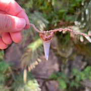 1.5 Inch Fossil Mako Shark Tooth Pendant