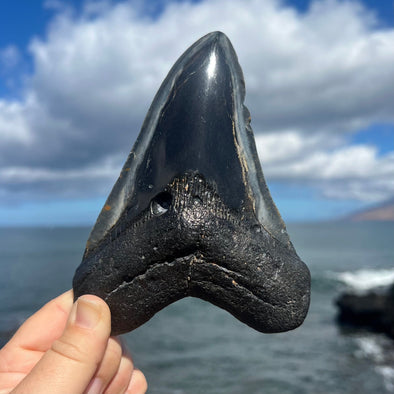 5 7/8" Grade A Polished Megalodon Tooth- MEG05