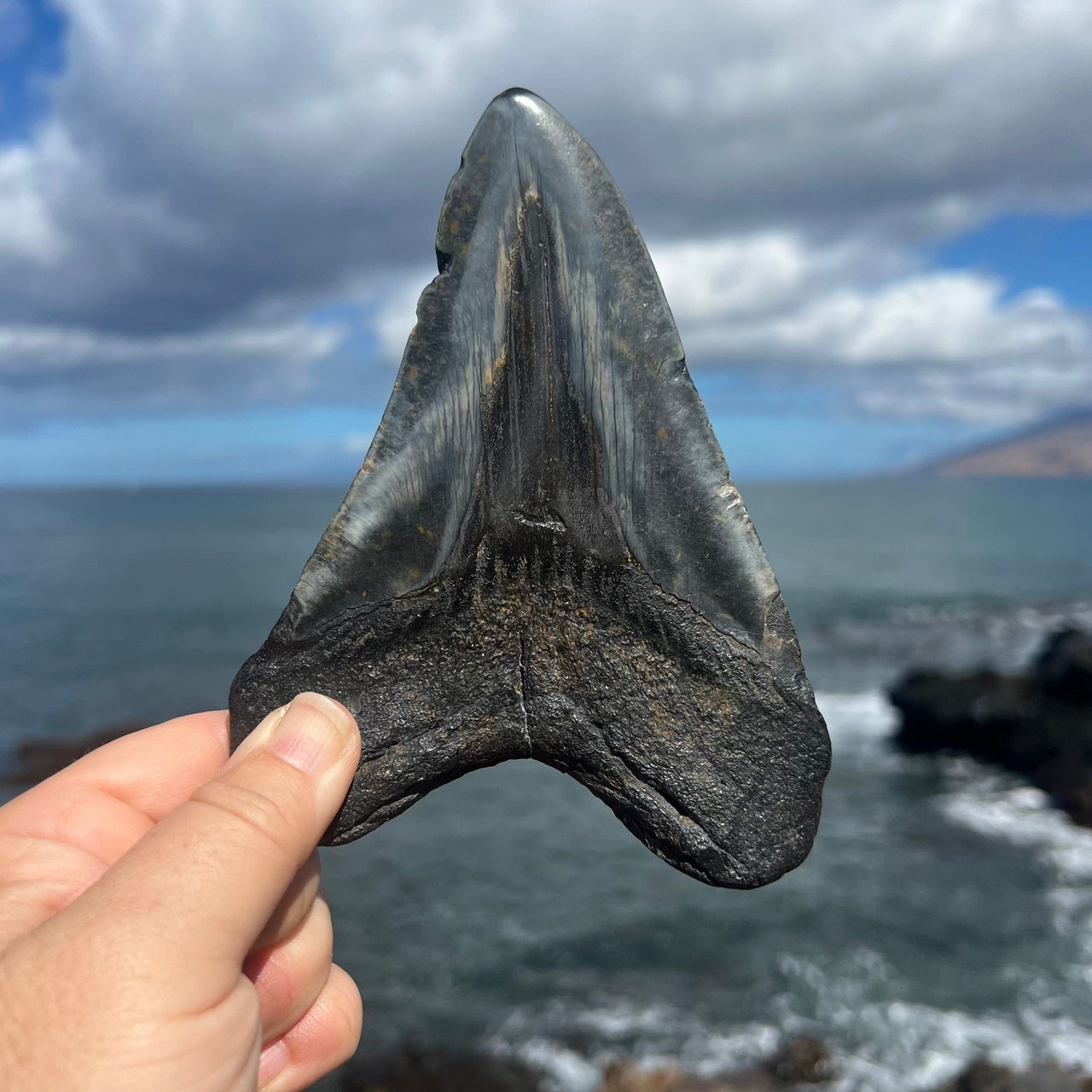 5 7/8" Grade A Polished Megalodon Tooth- MEG05