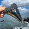 5 7/8" Grade A Polished Megalodon Tooth- MEG05