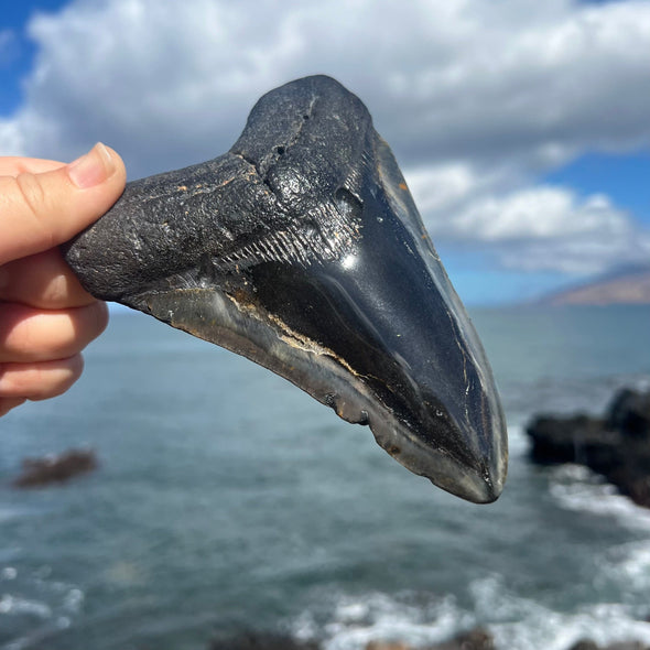 5 7/8" Grade A Polished Megalodon Tooth- MEG05