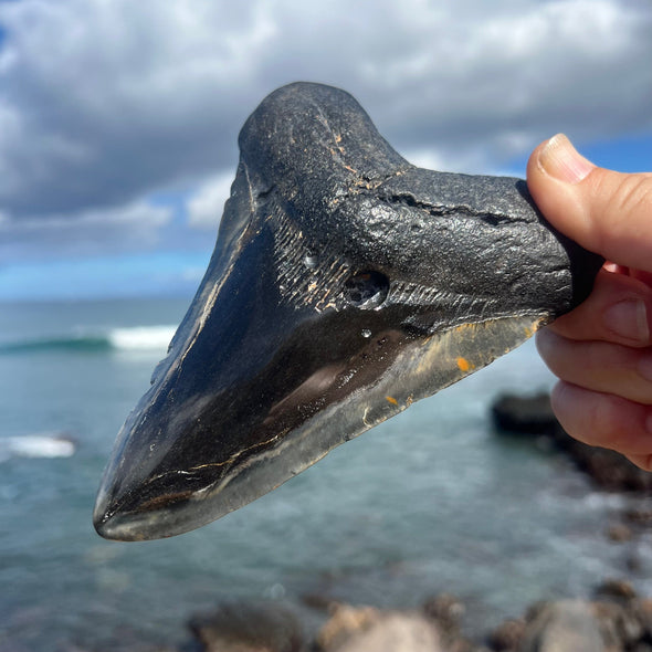 5 7/8" Grade A Polished Megalodon Tooth- MEG05