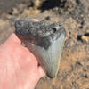 4 5/8" Partial Megalodon Tooth Fossil- Meg21