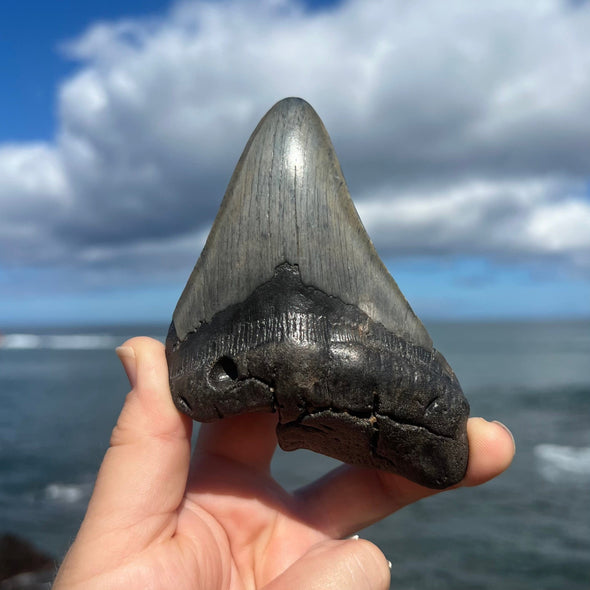 4 5/8" Partial Megalodon Tooth Fossil- Meg21