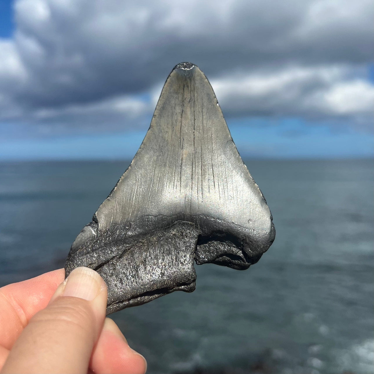 4 5/8" Partial Megalodon Tooth Fossil- Meg21