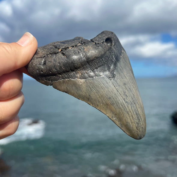 4 5/8" Partial Megalodon Tooth Fossil- Meg21