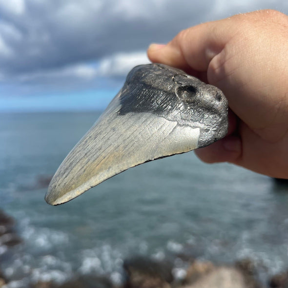 4 5/8" Partial Megalodon Tooth Fossil- Meg21