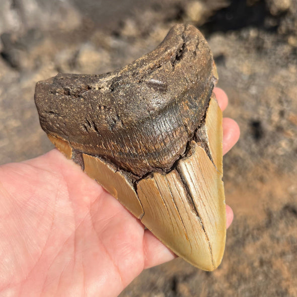 5 1/8" Megalodon Tooth- Meg75