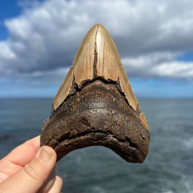 5 1/8" Megalodon Tooth- Meg75