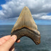 5 1/8" Megalodon Tooth- Meg75