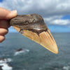 5 1/8" Megalodon Tooth- Meg75