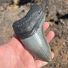 5" Partial Megalodon Tooth- MEG82