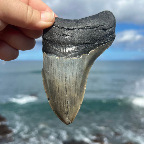 5" Partial Megalodon Tooth- MEG82