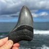 5" Partial Megalodon Tooth- MEG82