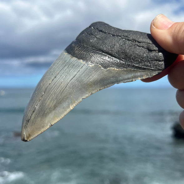 5" Partial Megalodon Tooth- MEG82