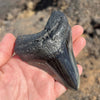 Meg Candy- 4 1/16” Polished Megalodon Tooth- Meg77