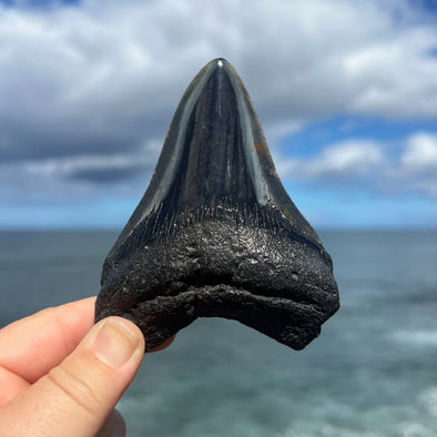 Meg Candy- 4 1/16” Polished Megalodon Tooth- Meg77