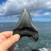 Meg Candy- 4 1/16” Polished Megalodon Tooth- Meg77