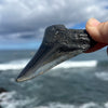 Meg Candy- 4 1/16” Polished Megalodon Tooth- Meg77