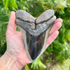 5 3/4" Polished Megalodon Tooth