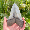 Back of 5 3/4" Polished Megalodon Tooth