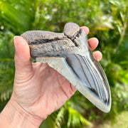 5 3/4" Polished Megalodon Tooth Fossil