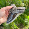 5.75 Inch Polished Megalodon Shark Tooth