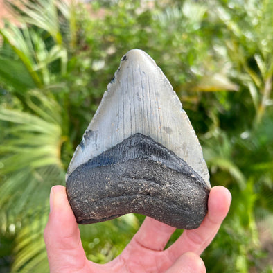 4 1/2” Megalodon Tooth