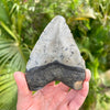 Back of 4 1/2” Megalodon Tooth