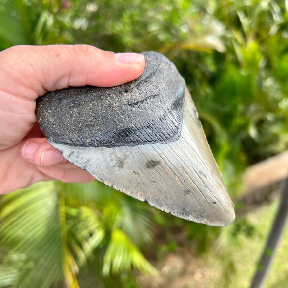 4 1/2” Megalodon Tooth Fossil