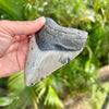 4 1/2” Megalodon Shark Tooth Fossil