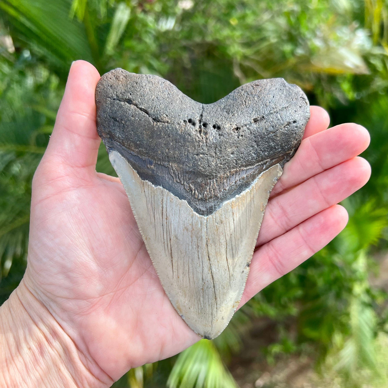 5 5/16” Megalodon Tooth- Meg07