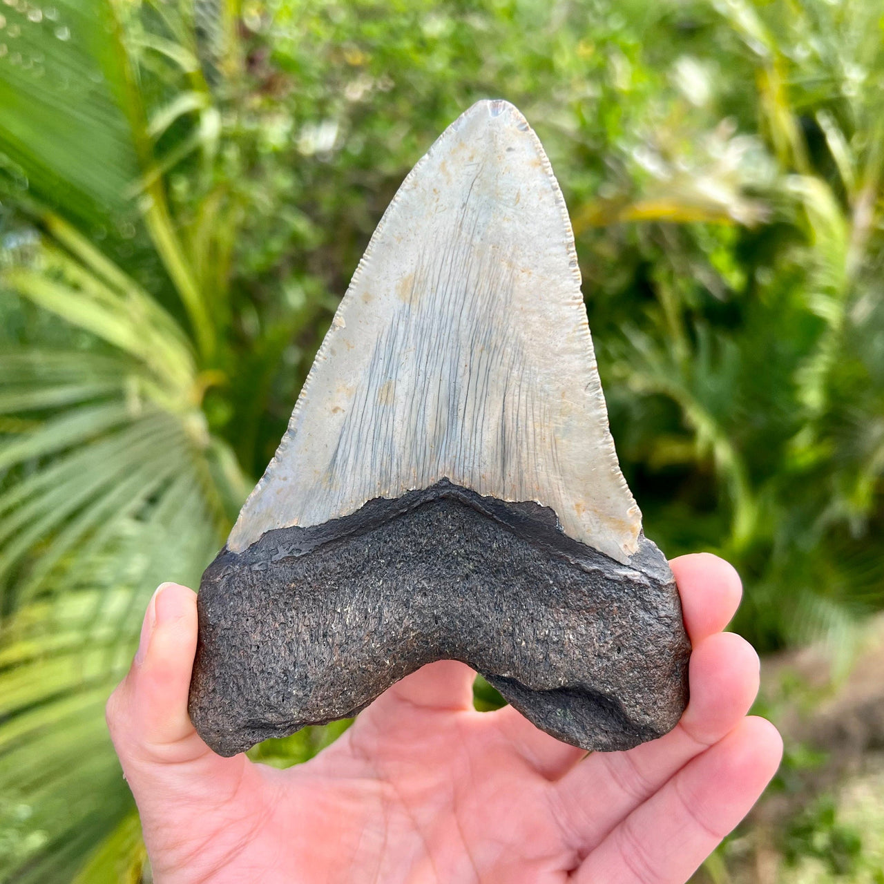 5 5/16” Megalodon Tooth- Meg07