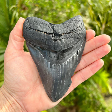 5 3/8" Megalodon Tooth